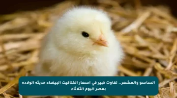 الساسو والمشعر.. تفاوت كبير في أسعار الكتاكيت البيضاء حديثة الولادة بمصر اليوم الثلاثاء